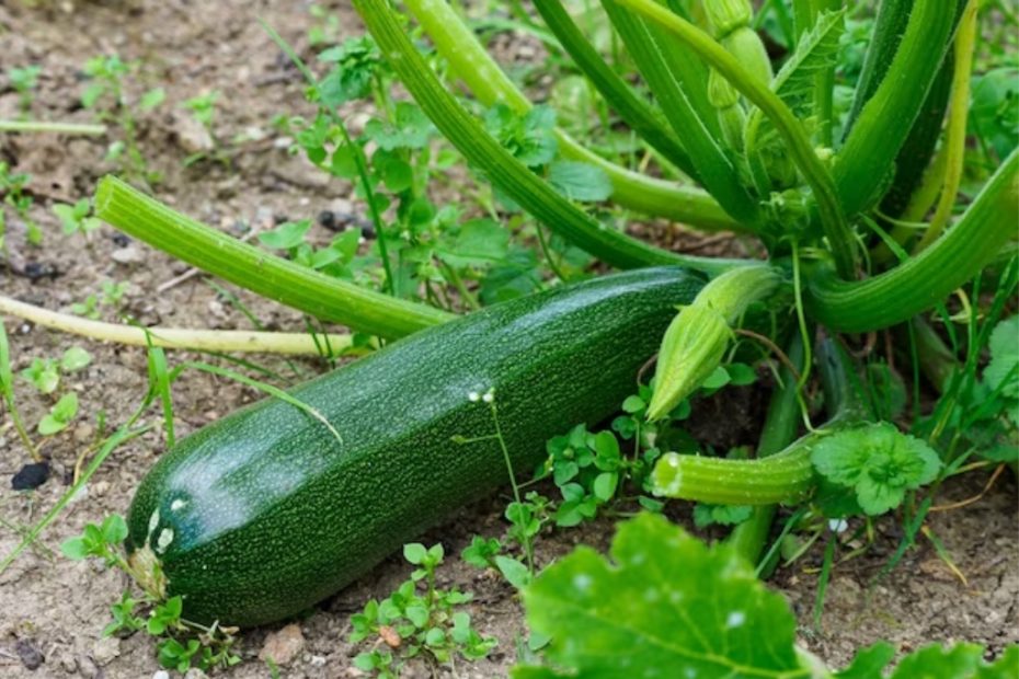 Como podar abobrinha no jardim para uma colheita rica o metodo infalivel dos agricultores